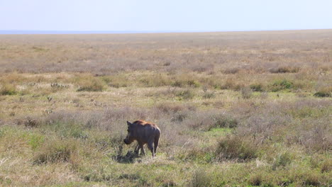 Ein-Einsames-Warzenschwein,-Das-An-Einem-Sonnigen-Tag-In-Zeitlupe-Durch-Die-Ebenen-Der-Serengeti-In-Tansania-Wandert
