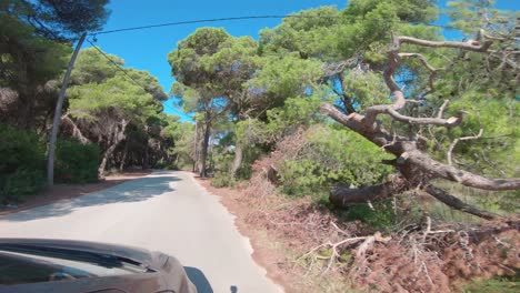 Driving-on-country-road-through-Strofilia-forest-in-Peloponnese-South-Western-Greece,-approaching-Kalogria-Beach