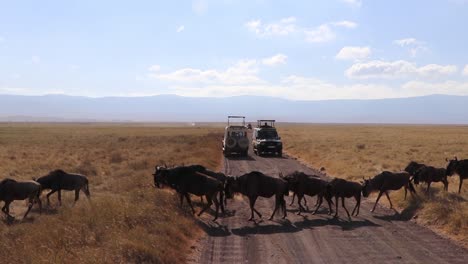 A-herd-of-wildebeest,-Connochaetes-taurinus-or-Gnu-marching-across-a-road-between-safari-vehicles-during-migration-season-in-the-Ngorongoro-crater-Tanzania
