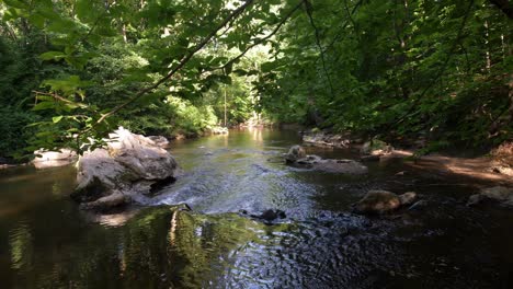 Nature-downstream-shot-under-tree-branch
