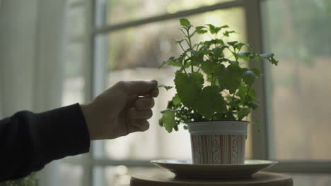 Hand-grabbing-a-leaf-from-a-small-apartment-tea-plant