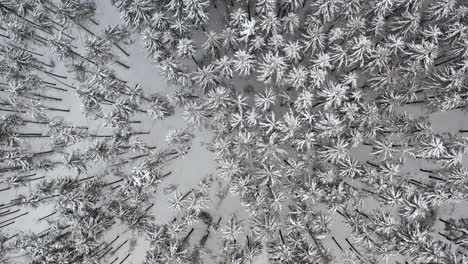 Winterbäume-Mit-Schnee-Von-Der-Drohne-Bedeckt