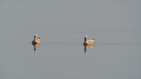 Shelduck-Rojizo-Relajarse-Nadando-Shelduck-Rojizo-Relajarse-Nadando