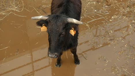 Eine-Kuh,-Die-Auf-Erde-Und-Wasser-Steht