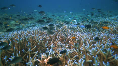 closer-look-into-a-healthy-coral-reef,-home-to-tons-of-small-reef-fish