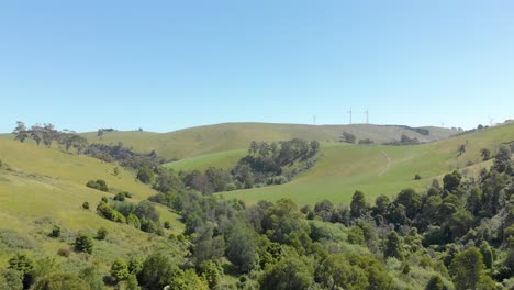 Aerial-shot-of-eucalyptus-forest-meeting-green-lush-rolling-hills-with-wind-turbines-in-Victoria-Australia