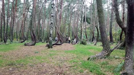 Drone-flying-in-the-crooked-forest-outside-Nowe-Czarnowo,-Poland,-Europe