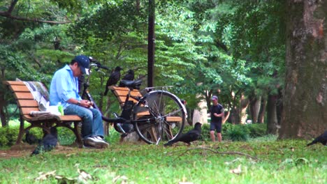 A-man-sitting-on-bench-and-feeding-crows-in-Yoyogi-park