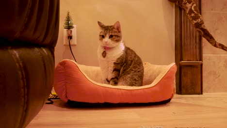 Un-Gato-Doméstico-Alerta-Sentado-En-La-Cama-De-Su-Mascota---Tiro-De-Muñeca