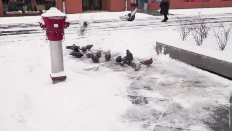 Muchas-Palomas-Están-Aterrizando-En-El-Suelo-Helado-Cerca-Del-Hidrante-Rojo-En-La-Ciudad