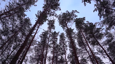 A-Group-of-Pine-Trees-Swinging-Against-Wind-on-a-Windy-Winter-Day-in-an-Warm-Evening