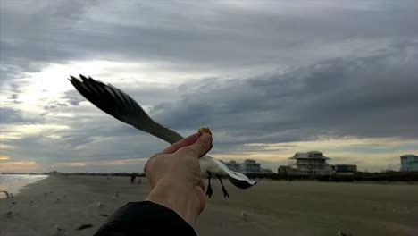 A-seagull-swoops-in-to-eat-crackers-out-of-a-white-man's-hand-on-a-cloudy-day-at-the-beach