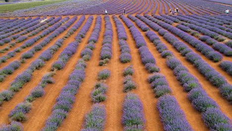 Aerial-drone-of-Lavender-farm-in-full-bloom-with-rows-of-purple-lavender