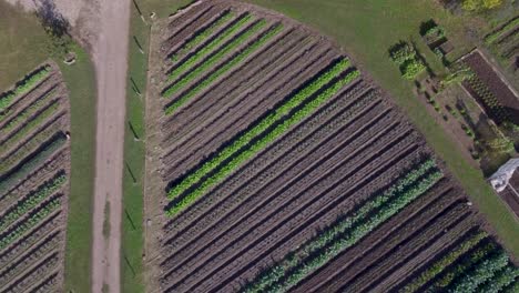 AERIAL:-Birds-eye-view-of-rows-of-greenery-on-a-working-farm-in-Austin,-Texas