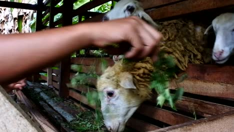 feeding-goat-with-grass-in-farm-in-the-morning