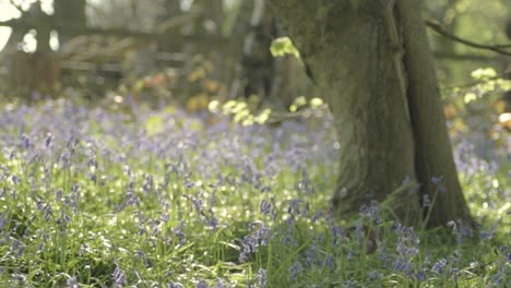 Blauglockenblumen-Wachsen-Im-Frühling-Im-Wald