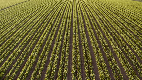 An-aerial-view-traveling-over-a-field-of-yellow-daffodils-in-rows,-Aberdeenshire,-Scotland