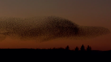 Starling-murmuration-against-the-clear-orange-evening-sky,-making-incredible-shapes-as-the-birds-swoop-and-dive-as-one-huge-flock