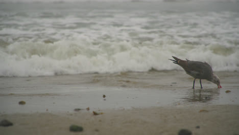 Ein-Einsamer-Vogel,-Der-An-Der-Küste-Von-Malibu,-Kalifornien,-Nach-Nahrung-Grast