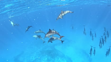 Cute-dolphins-swimming-in-group-below-the-diver
