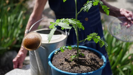 Una-Mujer-Jardinera-Plantando-Y-Regando-Una-Planta-De-Tomate-Orgánico-Para-Su-Huerto-En-Cámara-Lenta