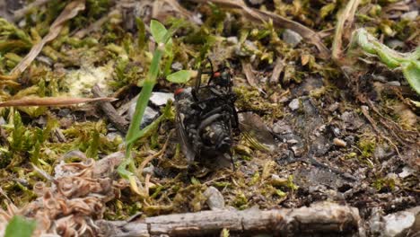 Close-up-shot-of-two-flies-mating-on-a-earth-forest-ground