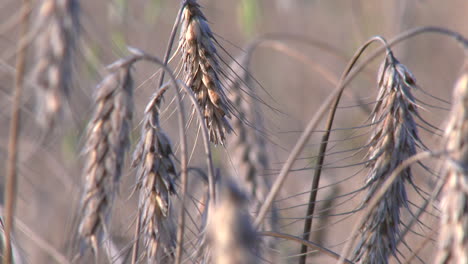 Dry-wheat-in-crops-in-central-Mexico