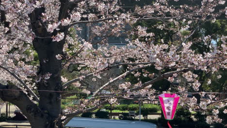 Cherry-blossoms