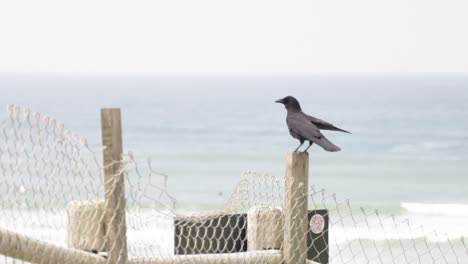 Bird-flying-from-fence-near-ocean