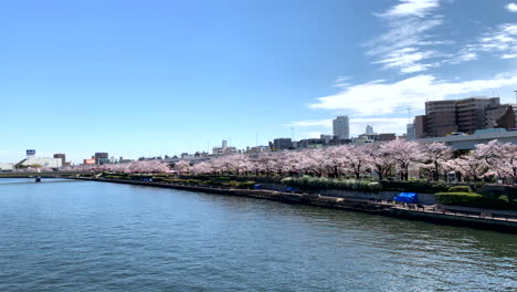 Amplia-Panorámica-Del-Río-Sumida-Con-Flores-De-Cerezo-En-El-Parque-Sumida