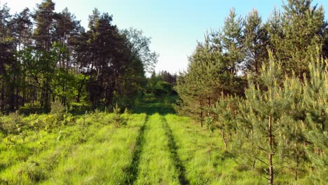 Dolly-shot-of-a-path-in-boreal-forest