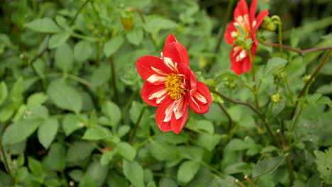Dahlia,-April-Fireglow-flower