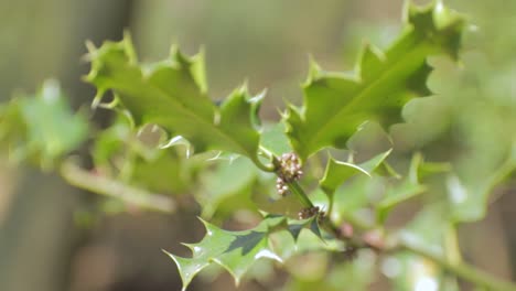 A-short-closeup-clip-of-some-young-raised-maple-leaves