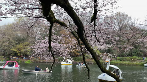 Gente-Navegando-En-Botes-Junto-Al-Lago-Del-Parque-Inokashira-Frente-A-Los-Cerezos-En-Flor