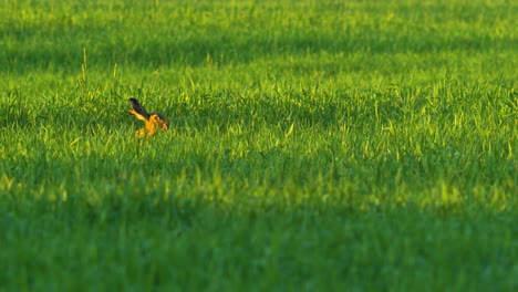 Brown-European-hare-in-a-green-barley-field-in-sunny-summer-evening,-medium-close-up-shot