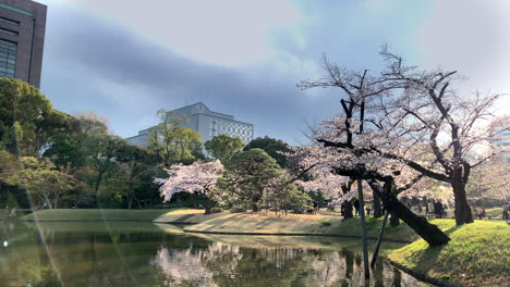 Puesta-De-Sol-En-El-Jardín-Botánico-Koishikawa-Con-Cerezos-En-Flor-En-La-Orilla-Del-Lago