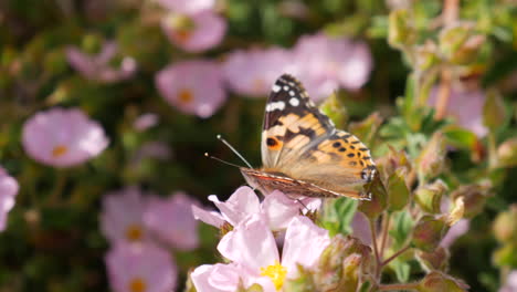 A-painted-lady-butterfly-insect-feeding-on-nectar-and-collecting-pollen-on-pink-wild-flowers-during-a-California-bloom