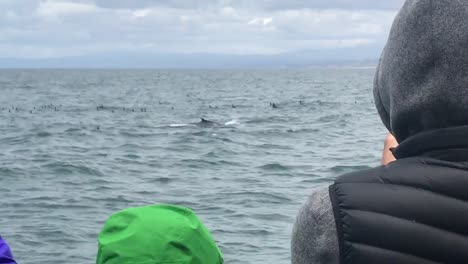 Eine-Familie-Beobachtet-Die-Schläge-Eines-Buckelwals-In-Freier-Wildbahn-Während-Seiner-Wanderung-Entlang-Der-Pazifikküste