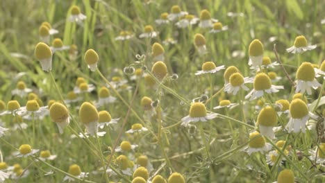 Field-of-daisies-in-summer-sunshine