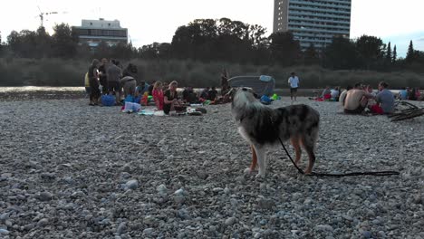 Hund-Am-Nachmittag-Am-Strand,-Verspielt-Und-Neugierig,-Aufnahme-In-4K-24fps