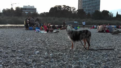 Dog-on-a-beach-in-the-afternoon,-playful-and-curious,-shoot-in-4k-24fps