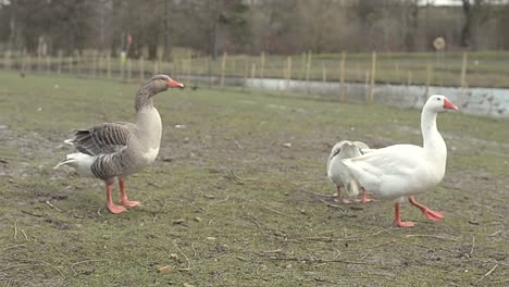 Three-geese-near-the-river