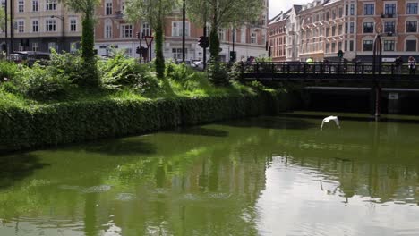 Seagull-attacking-ducklings-in-Mölleparken-in-Aarhus,-Denmark-in-the-river-flowing-through-the-city-center