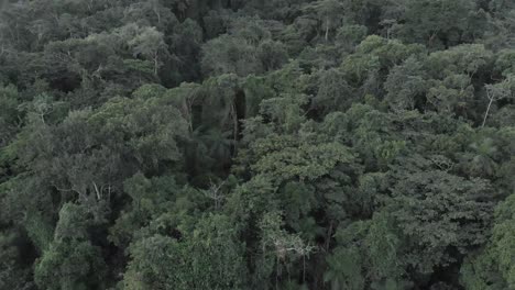 Dichter-Regenwald-Fliegt-über-4k-Brasilianischen-Wald