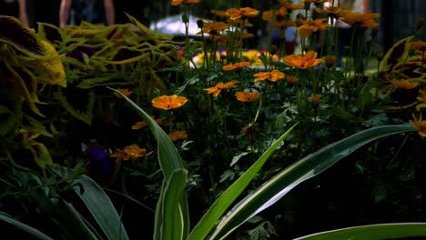 Motion-shot-from-left-to-right-of-beautiful-flowers-while-blured-people-are-walking-in-the-background