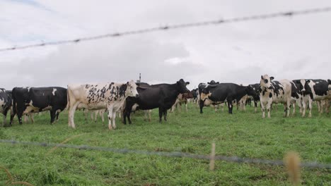 Mirando-Vacas-A-Través-De-Una-Cerca-De-Alambre-De-Púas