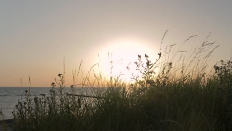 Blick-Durch-Gras-Und-Büsche-Während-Eines-Wunderschönen-Romantischen-Sonnenuntergangs-An-Der-Küste-Der-Ostsee