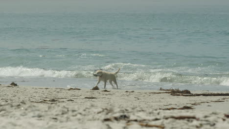 Dog-Fetching-Stick-and-running-on-Beach-in-Carmel,-CA