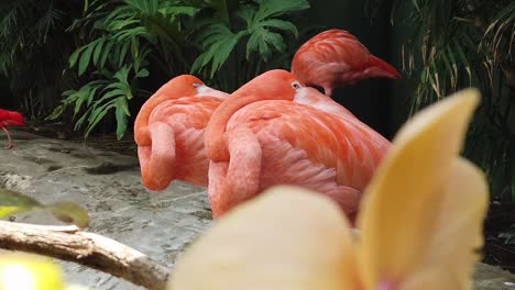 Slow-Motion-of-Flamingos-pans-through-leaves