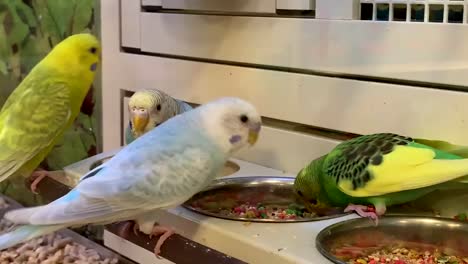 Bright-and-colorful-parakeets-eating-bird-seeds-out-of-a-feeder-tray